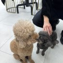 더왈츠앤조이피아 | 강남역 깔끔한 애견카페 더왈츠앤조이피아 반려동물 동반 가능