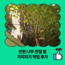 나무와나무 | 인천 나무 전정 및 가지치기 작업 후기