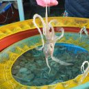 낙지특화거리 이미지