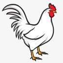 닭이랑 이미지