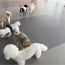 꽃피는견생 인천애견유치원 이미지