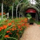 카멜리아 이미지