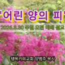 설교 제목은 '어린 양의 피'(20260830/출12:5~7/주일예배 전체실황 음성파일/가정별 예배에 활용) 이미지