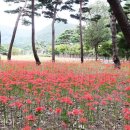 성주산자연휴양림 이미지