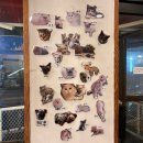 라미닥 | 포항 카페라미닥_라쿤&amp;미어켓카페 후기