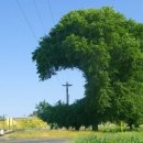 좋은나무 이미지