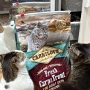 캣러브 | [내돈내산] 간호사가 분석한 카니러브 캣 고양이 사료 후기 카니러브 기호성