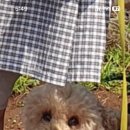 러브썸그루밍샵 이미지