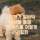 강아지발바닥 이미지