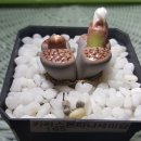 몬티나 이미지