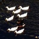 삼향천7 이미지