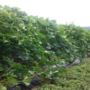 밤두둑농장 이미지