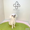 청담동물병원애견미용실 이미지