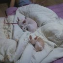 와와네 수제간식 이미지