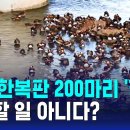 원앙 철새 200마리 중랑천에... 이미지