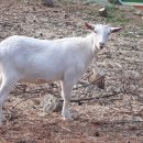 어미들 농장 이미지