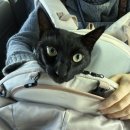 세종충북대학교 동물병원 | [#세종시펫택시] 세종충북대학교동물병원❤️ 펫러브 이용기