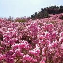 외포터미널 | 거제 대금산 진달래 꽃길 산행(반깨고개 원점 회귀), 진달래 피는 시기, 대중교통