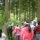 편백나무숲 이미지