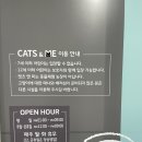 CATS&ME(캣츠 앤 미) | 경남양산 고양이 카페 캣츠앤미 CATS&amp;ME 이색카페 실내 갈만한 곳