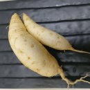 토종 물고구마 이미지