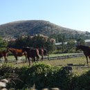 윤기목장 이미지