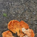 독버섯이라기보다는 ‘노랑느타리버섯/덕다리버섯’ 계열(Laetiporus, 흔히 ‘치킨버섯’으로 부르는 종류)**과 매우 비슷 이미지