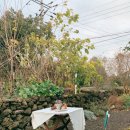 제주 모먼트 이미지