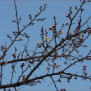 통영-죽림-02-비-011 | 2016 011 통영 봉화산(310m)~매봉산(281m)~장막산(259.9m)~발암산(261m)~제석봉(279.1m) 산행