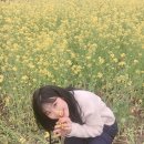 광주천 | 매화까지 한번에 볼 수 있는 광주 벚꽃 스팟 광주천! 6년 째 방문한 찐 후기(광주 벚꽃 개화시기, 주차)