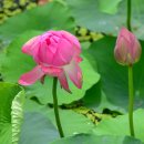 진주, 강주연못의 연꽃 이미지