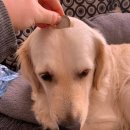 댕댕이 컷 이미지