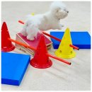 마마스미독펜트하우스 광주애견유치원&애견호텔 본점 | 프리미엄 산책과 케어 광주애견호텔 마마스미독펜트하우스 광주애견유치원&amp;애견호텔 본점 이야기