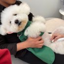 동서울 카크리닉 | 알러지+탈모 치료여정 후기 (라퓨클레르 내돈내산, 알러뮨 주사치료, 레이저 치료, 헤스카알러지검사)