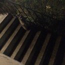 라쿤 하우스 이미지