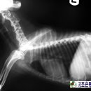 지오동물병원 이미지