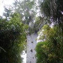 카우리(kauri)