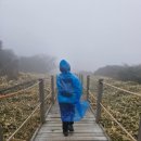 영실기암과 오백나한 | [제주 한라산 영실코스] 윗세오름｜새벽 우박 맞고 다녀온 윗세오름 등반 후기 (왕복 3시간 성공!)