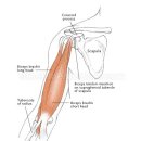 지근 섬유와 속근 섬유의 사용, muscle training에 대하여 - 반드시 정리해야 할 생각 이미지