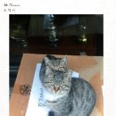 가방위에 고양이 이미지