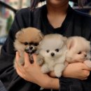 파주켄넬 | 파주강아지분양 애견샵 신중하게 골라야 하는 이유 Breeder Club 방문 후기