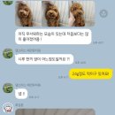 댕스미스 애견미용 이미지