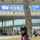 캣독카페 | 2025 10월 부산펫쇼 직접 다녀옴 🐶🖤 (나름 꿀팁도 있음)