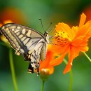 나비야놀자 이미지