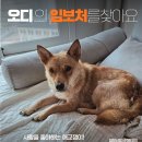 오디/여아/7개월 이미지