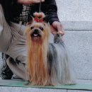 탑켄넬 이미지