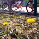 김두수「민들레」 이미지