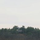 호수펫 이미지