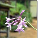 들꽃풍경 이미지