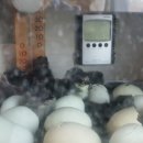 클로바농장 이미지